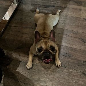 Meet your Posher, Dianitza